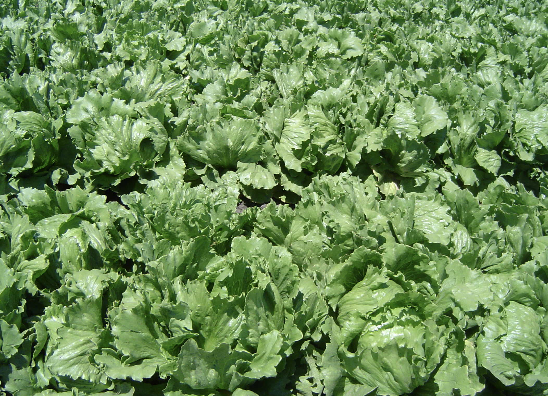 A close-up view of a dense iceberg lettuce field in Santa Barbara County, California.