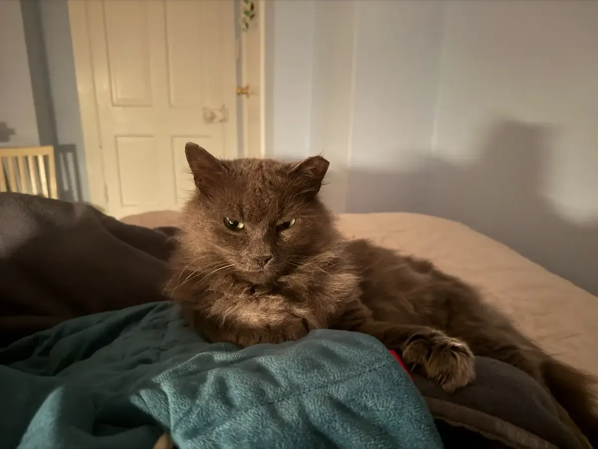 Gray cat on bed with blue blanket.