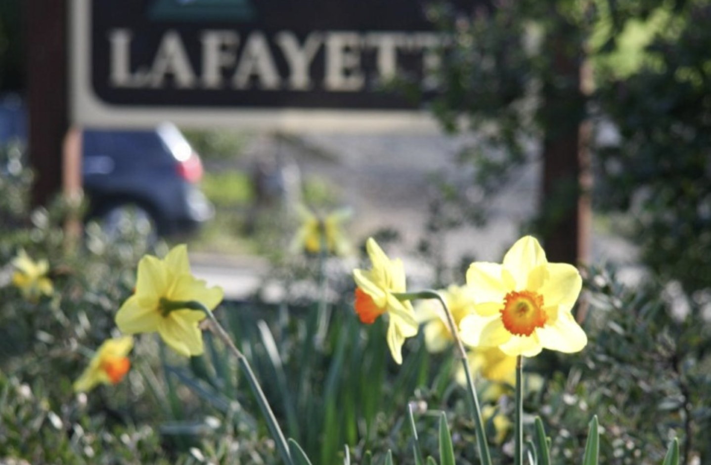 Yellow daffodils bloom in front of a blurred Lafayette city sign, with a car passing on the road behind.