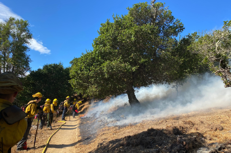 Firefighters in yellow protective gear monitor a prescribed burn along a trail beneath oak trees, with smoke rising from burning vegetation on Mount Tamalpais.