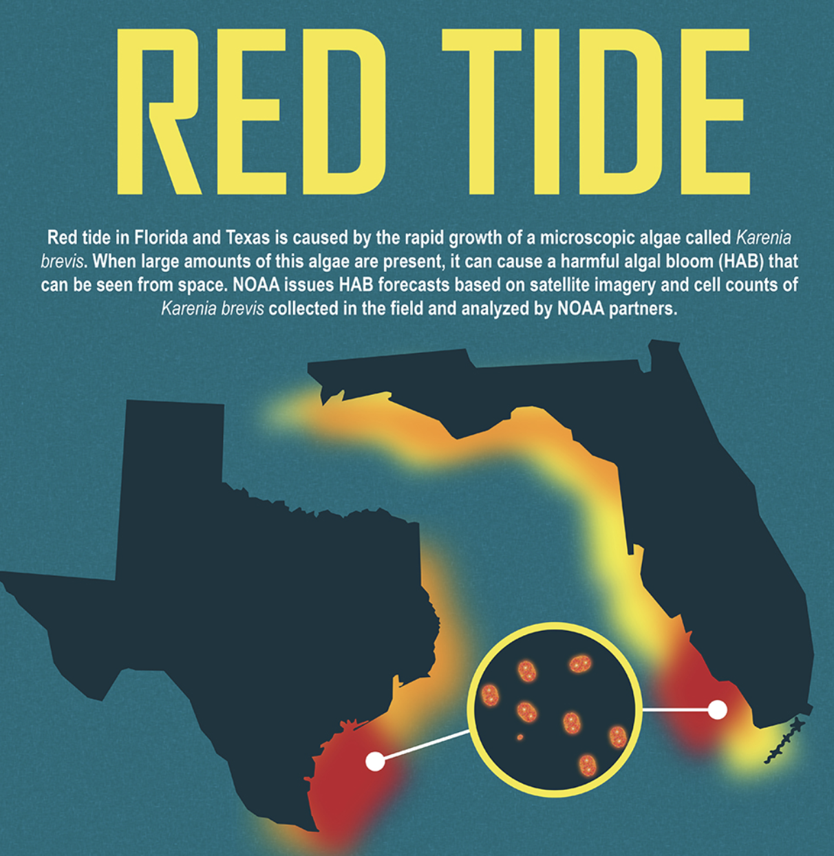 NOAA graphic showing red tide blooms along the Texas and Florida Gulf Coasts, with an inset illustration of Karenia brevis algae cells.