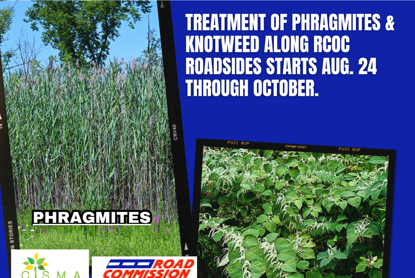 Graphic showing tall phragmites reeds and knotweed leaves next to blue text announcing RCOC roadside herbicide treatment from Aug. 24 through October, with CISMA and Road Commission for Oakland County logos.