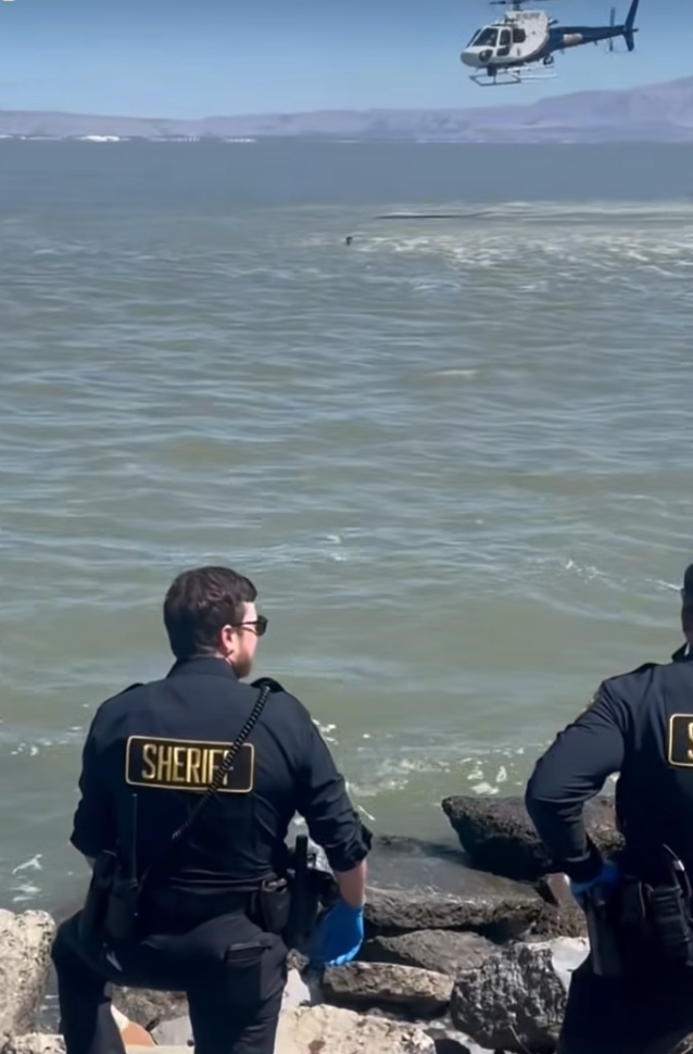 San Mateo County Sheriff's deputies stand on the rocky shoreline watching a CHP helicopter hover over San Francisco Bay during the search for a fleeing suspect near Cooley Landing.